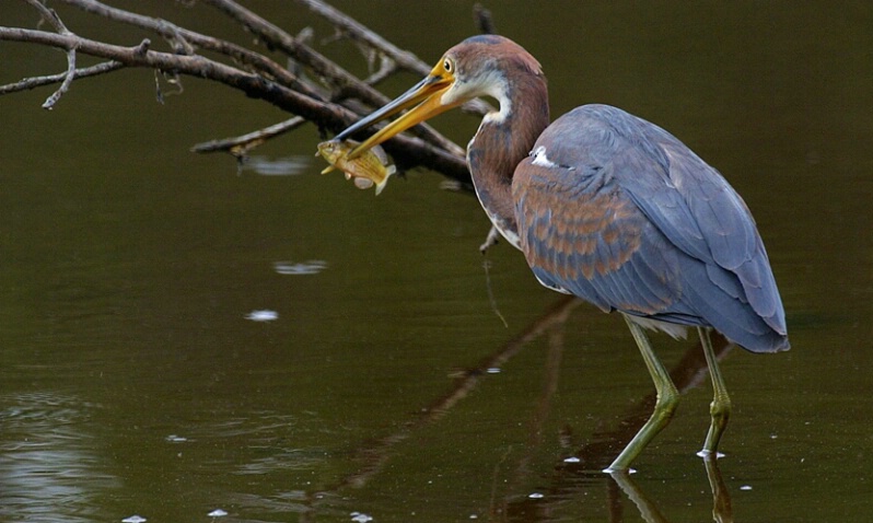 Tri-colored Heron with Fish - ID: 407326 © James E. Nelson