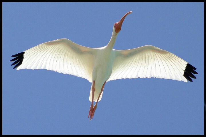 Fly Like an Ibis