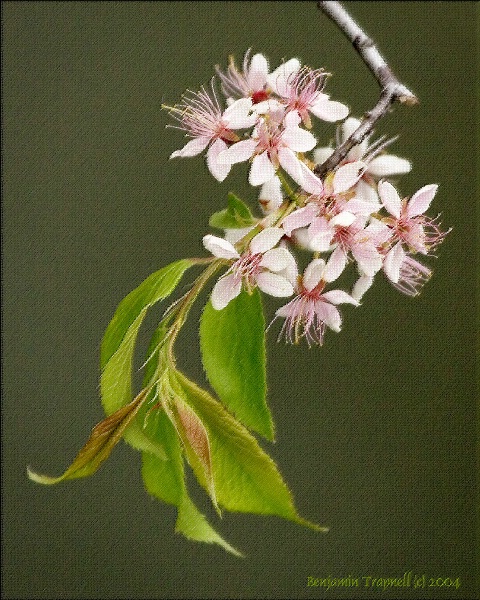 Pastel Blossoms