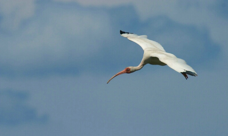 White Ibis in flight - ID: 407482 © James E. Nelson