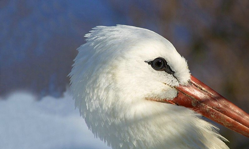 White Stork - ID: 407483 © James E. Nelson