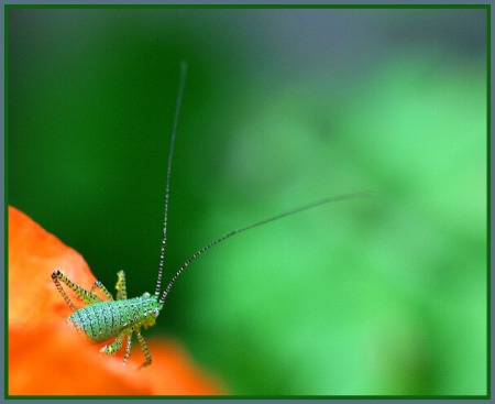 Grasshopper in a Poppy