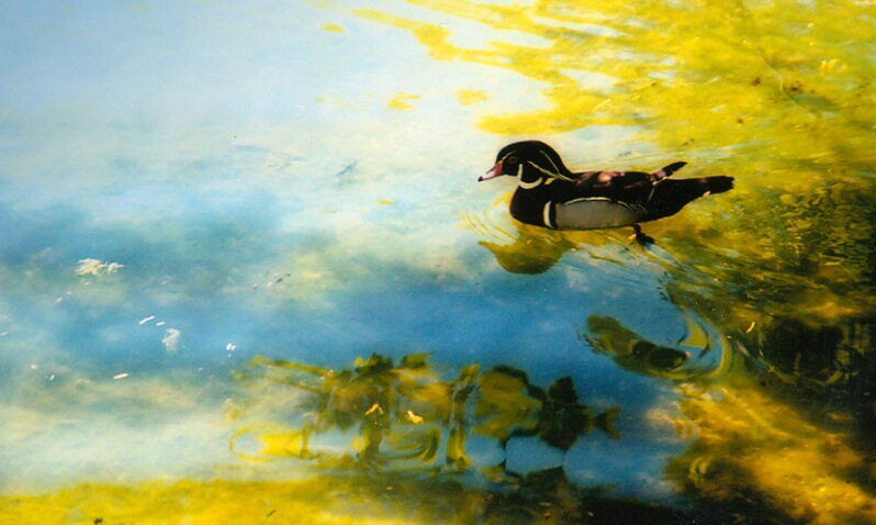 Wood Duck at sunset-North Chagrin Nature Center - ID: 408187 © James E. Nelson