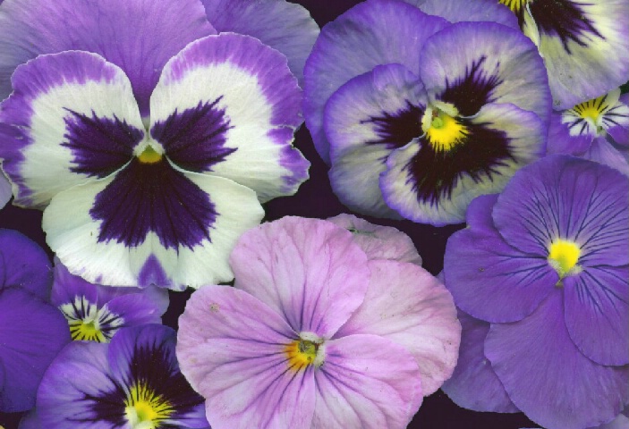 Pansy Smiles