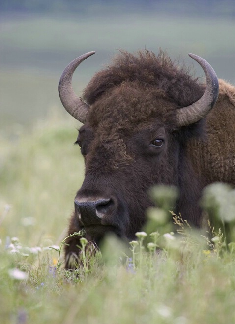 Majestic Bison