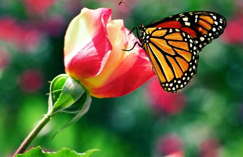 Rose with Butterfly