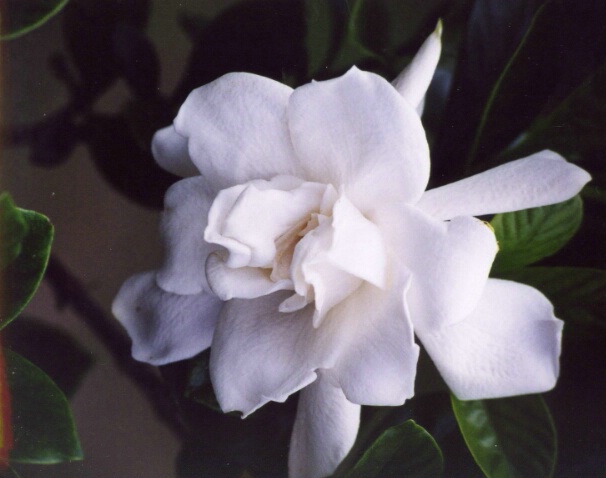 Gardenia