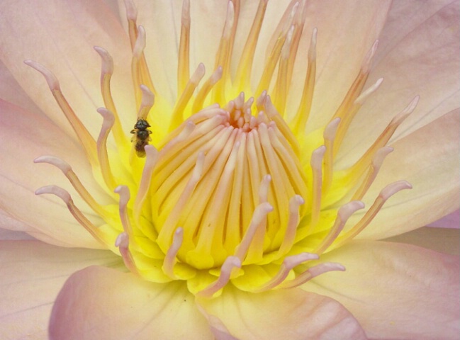 Bug on a Water Lily