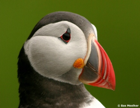 Atlantic Puffin