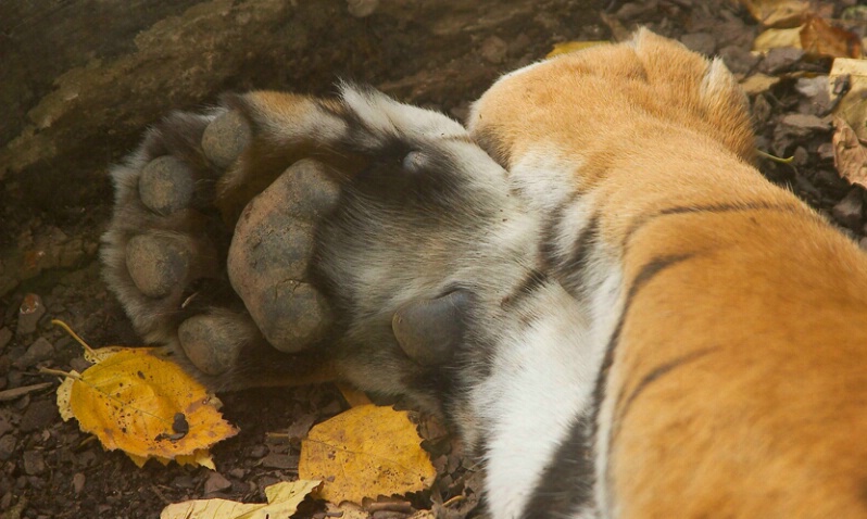 Sumatran Tiger Paws - ID: 409315 © James E. Nelson