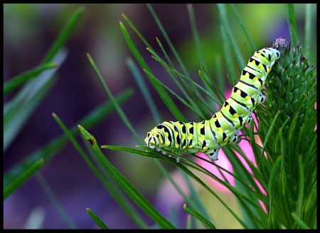 Swallowtail Caterpillar