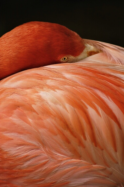 ~flamingo~
