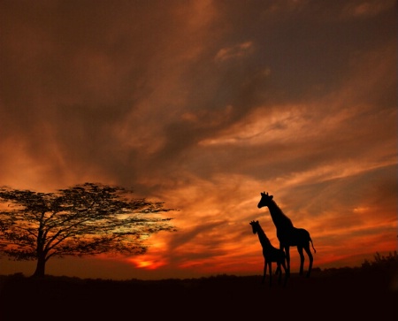 Safari Sunset