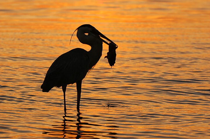 Evening Catch