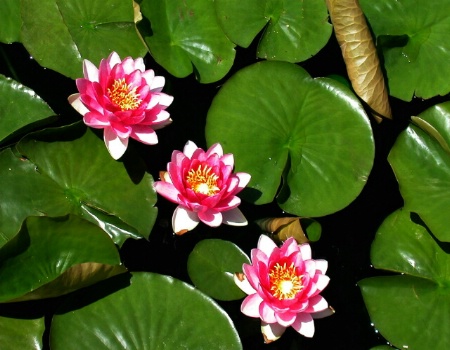 Three Lily flowers