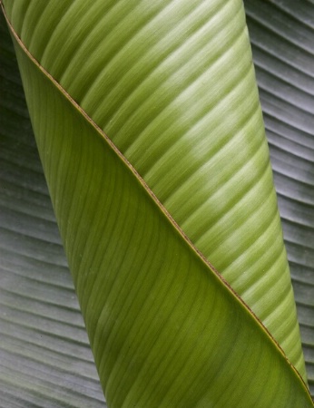 A new leaf unfolds