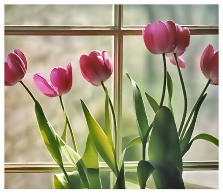 Window Tulips