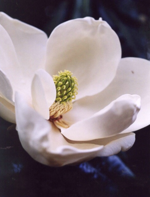 Magnolias First Bloom of Summer