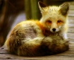 Fox Curl