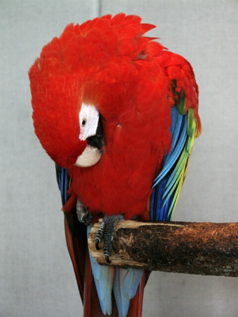 Tropical Bird