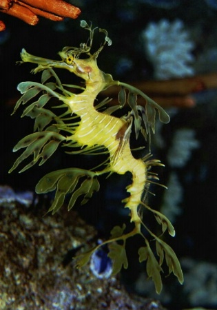 Boston Aquarium Leafy Sea Dragon