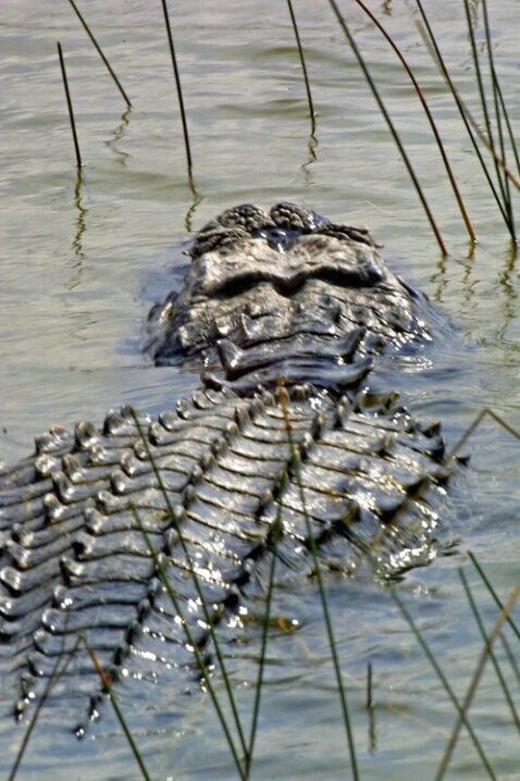 American Alligator - ID: 412576 © James E. Nelson