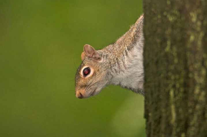 Gray Squirrel-Akron - ID: 412577 © James E. Nelson