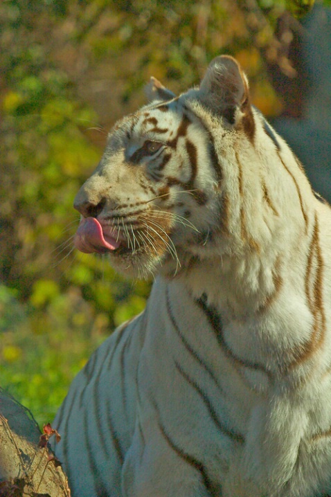 White Bengal Tiger - ID: 412579 © James E. Nelson