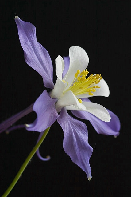 Classic Colorado Columbine