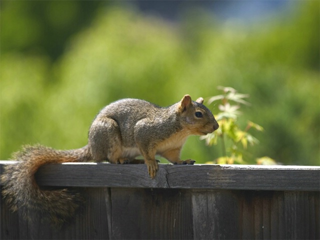 Sneaky Squirrel