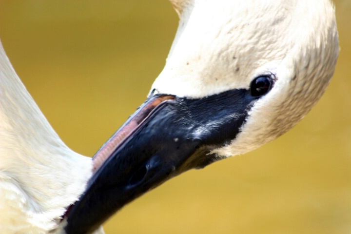 Swan Face