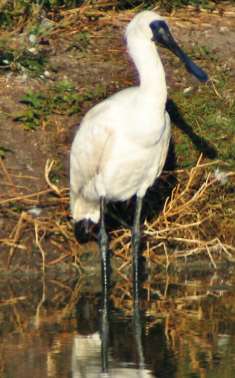 Young SpoonBill