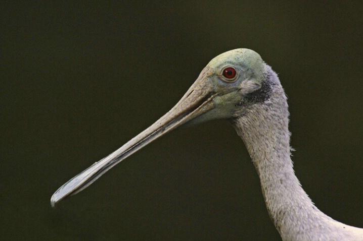 Roseate Spoonbill - ID: 414577 © James E. Nelson