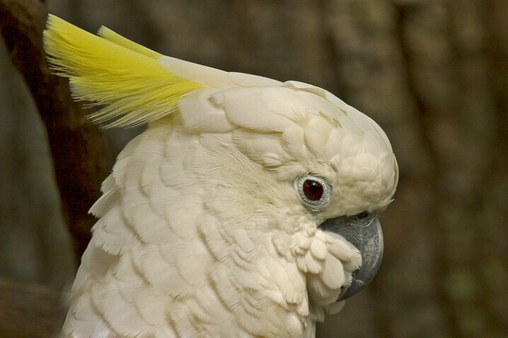 White Cockatoo - ID: 414578 © James E. Nelson