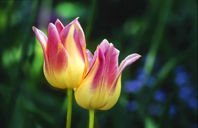 Tulips - Gold Reflector - ID: 414582 © Sharon E. Lowe
