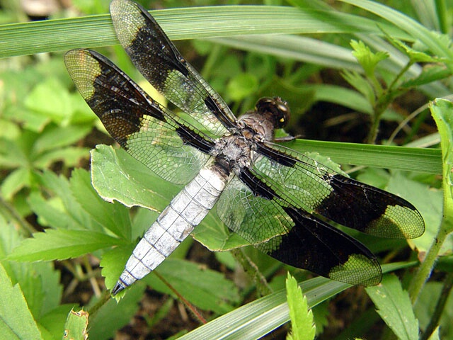 Dragon Fly at Rest