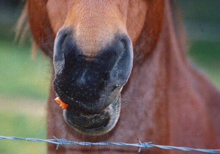 CHEWING A CARROT