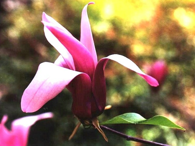 A Pink Flower