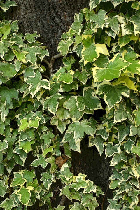 Patterns in Green