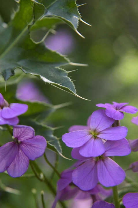 Protected Beauty - ID: 417128 © Virginia Ross