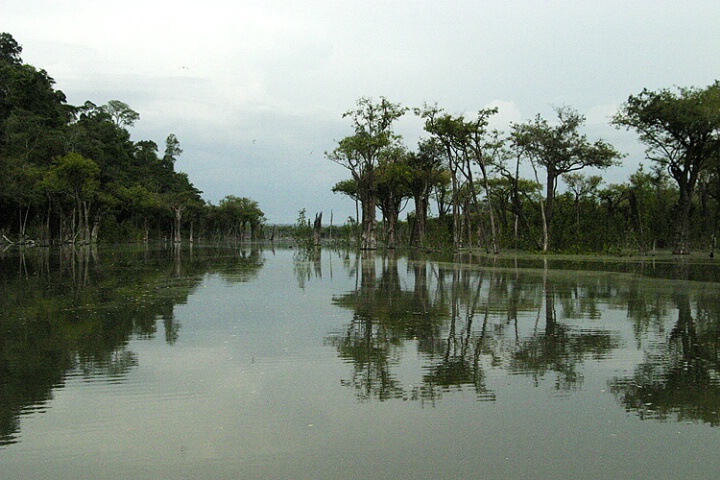 The Flooded Forest