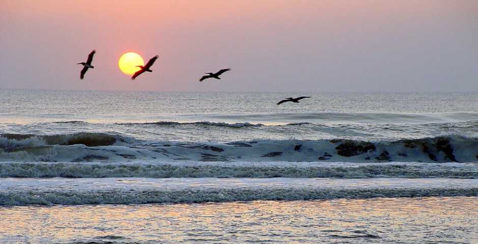 Pelicans at Sunrise