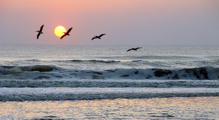 Pelicans at Sunrise