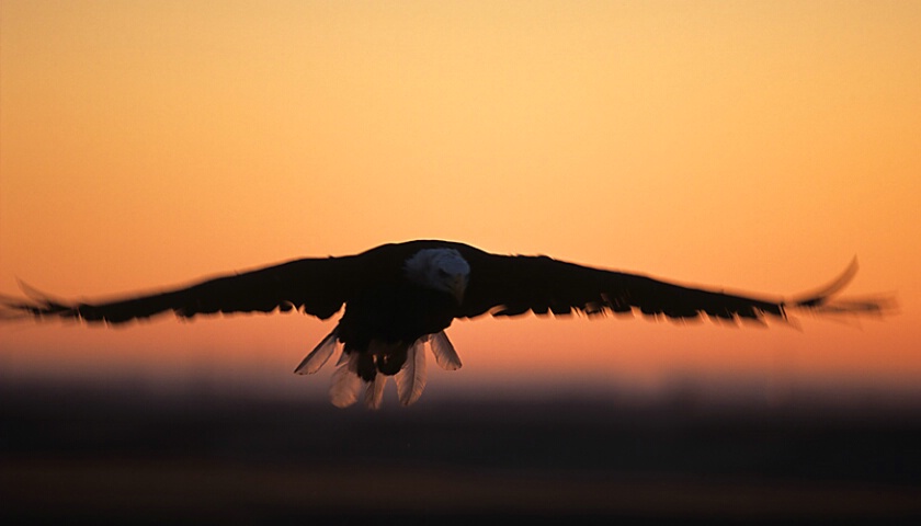 Bald Eagle at Dawn