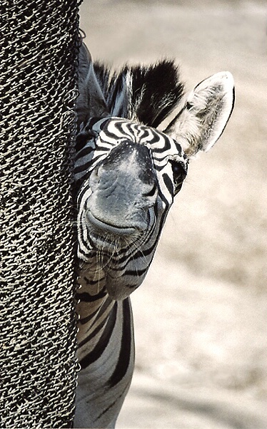 Zebra....peeking