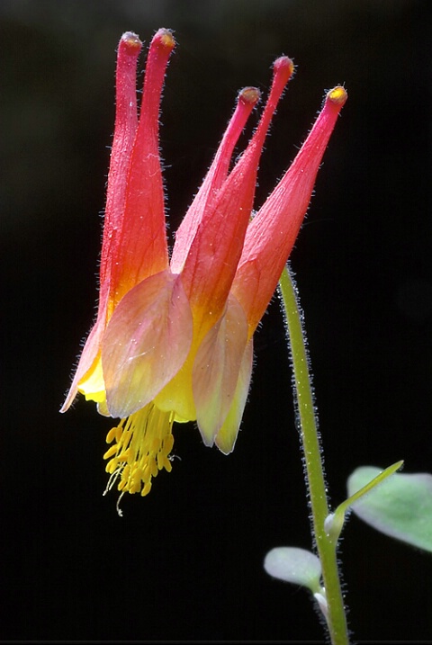 Columbine Blossom