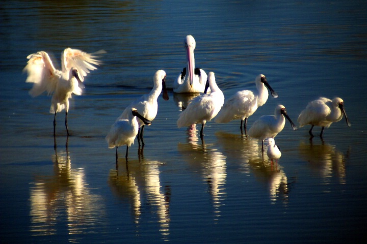Spoonbill Get Out Of The Way Pelican Coming!!