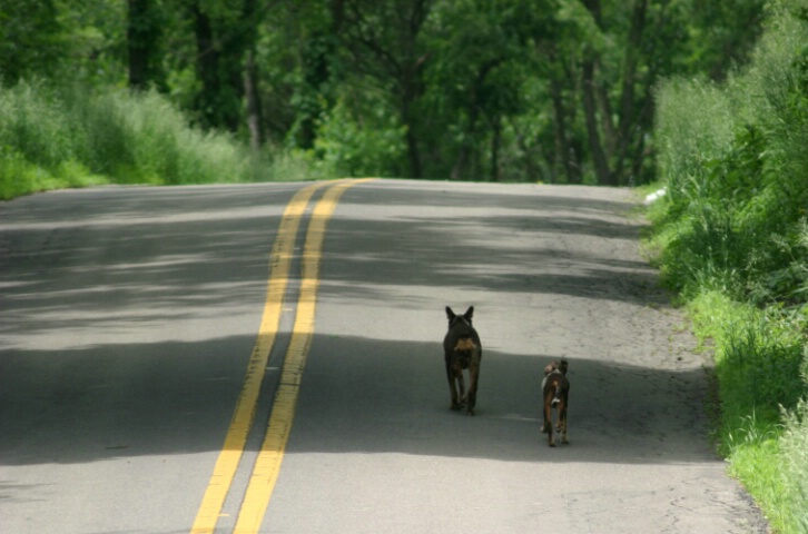 Strolling down the highway