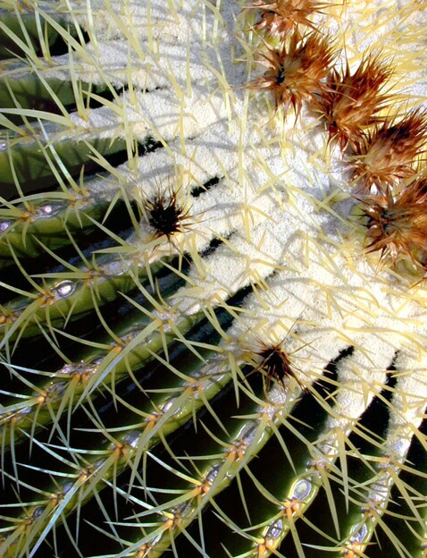 Cactus Flower - ID: 421605 © Mary-Ella Bowles