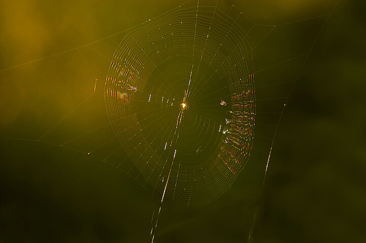 Sunset Spiderweb